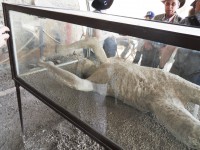 /album/photos-site-pompei/sdc12776-jpg/